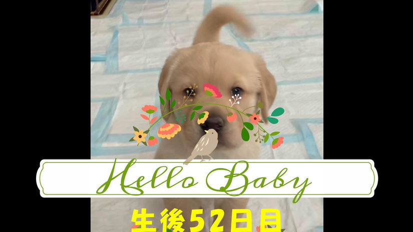 ヒール